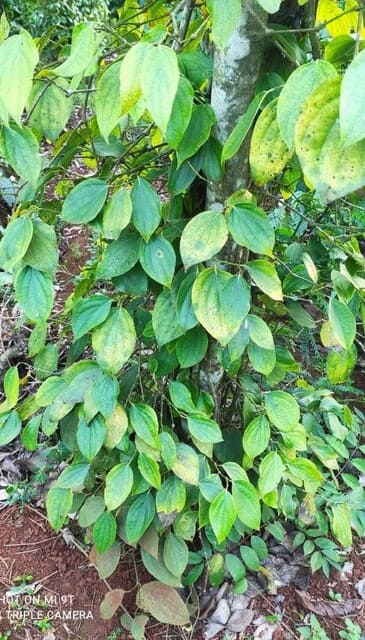 Hạt tiêu xanh chất lượng cao 500 gr 2 Cây hạt tiêu xanh tại Kon Tum