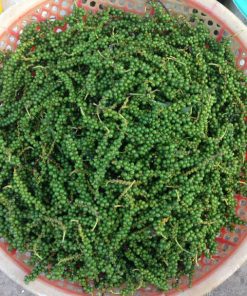 hạt tiêu xanh Kon Tum