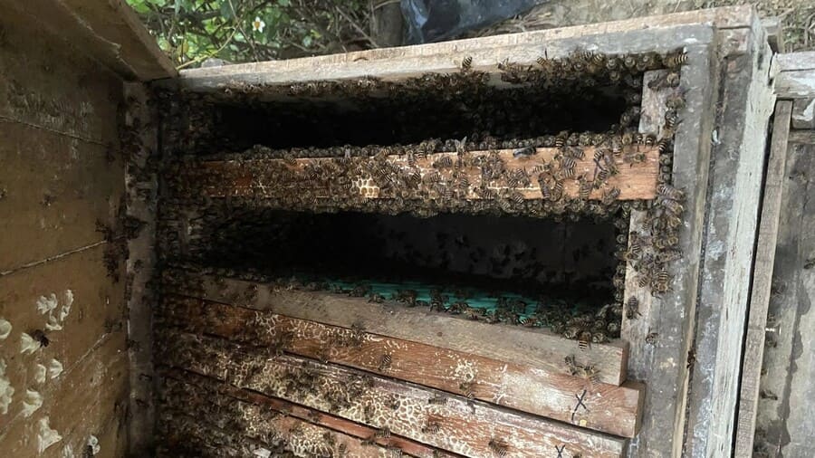 Chăm sóc đàn ong mật và kiểm soát điều kiện nuôi ong lấy mật ong vải