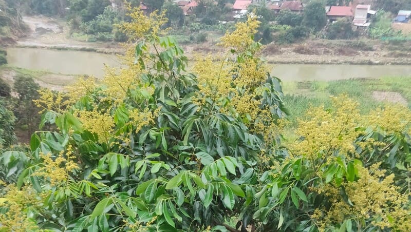 Mật ong hoa nhãn nguyên chất chai 1 lít 6 Chọn vùng nuôi ong lấy mật tại Sông Mã, Sơn La