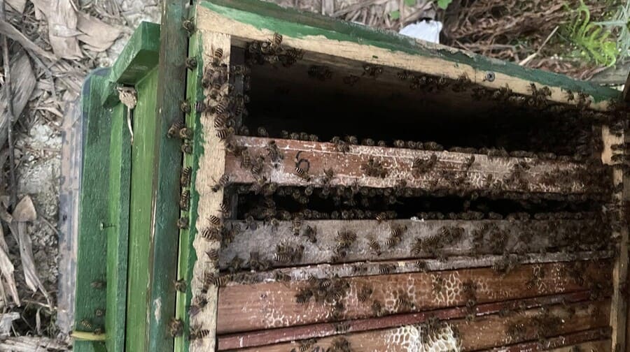 Mật ong hoa nhãn nguyên chất chai 1 lít 7 Công đoạn chăm sóc ong để lấy mật ong hoa nhãn Sơn La