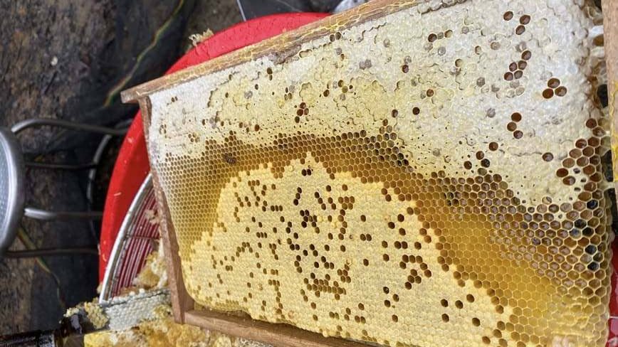 Mật ong hoa nhãn nguyên chất chai 1 lít 8 Hình ảnh mậy ong nhãn Sơn La đủ độ chín