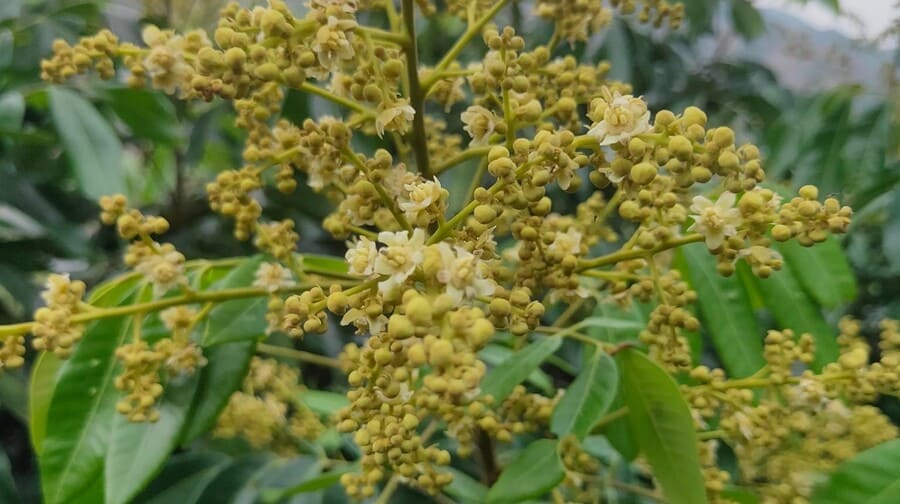 Mật ong hoa nhãn nguyên chất chai 1 lít 5 Mật ong hoa nhãn là gf?