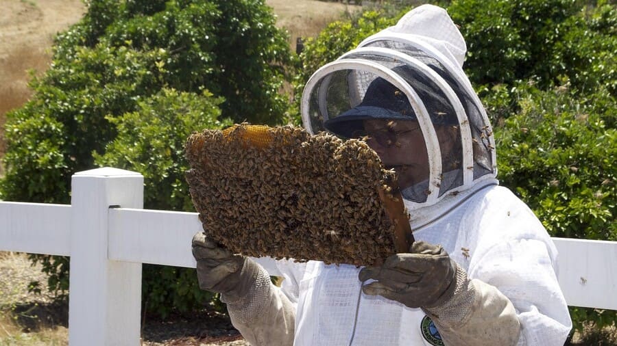 Mua mật ong chính hãng ở đâu?