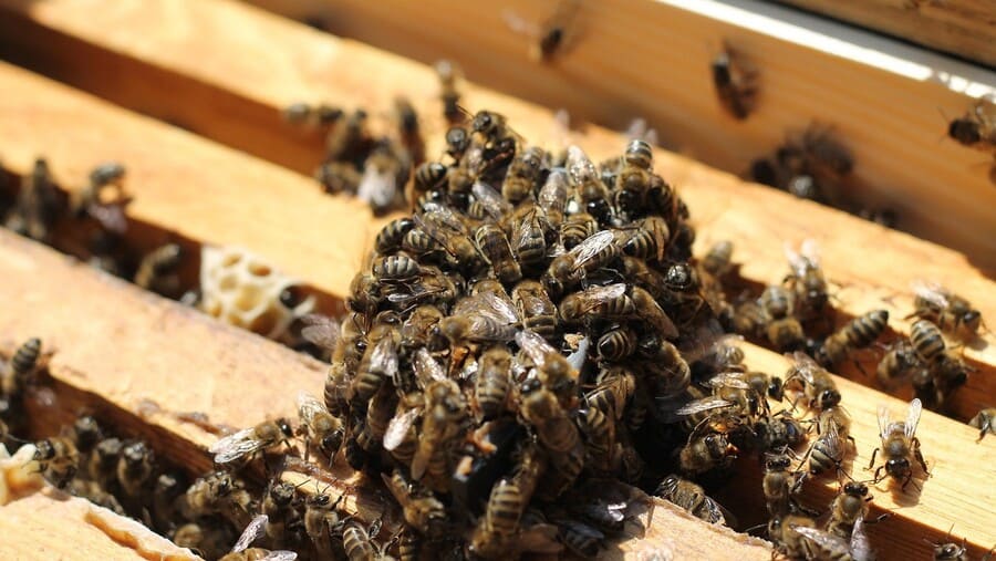 Ong tạo mật hoàn toàn tự nhiên trong tổ tại Lục Ngạn, Bắc Ninh