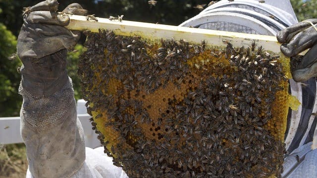 Giá mật ong nguyên chất bao nhiêu 1 lít? Bảng chuẩn 2025! 16 Giá mật ong nguyên chất tại trại nuôi ong thấp hơn thị trường