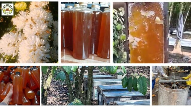 ð¿Mật ong hoa cà phê nguyên chất 100% chai 1 lít,ð°Giá Tốt! 6 Hình ảnh mật ong hoa cà phê nguyên chất trong các công đoạn