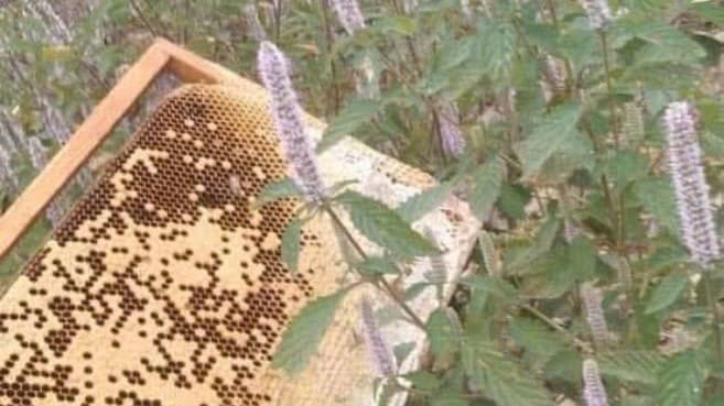 Mật ong bạc hà Hà Giang chai 1 lít nguyên chất 100% Giá tốt! 11 Khai thác mật ong bạc hà khi đạt chất lượng mật