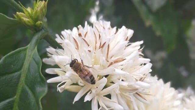 ð¿Mật ong hoa cà phê nguyên chất 100% chai 1 lít,ð°Giá Tốt! 8 Lựa chọn con ong khỏe đền sản xuất mật cà phê