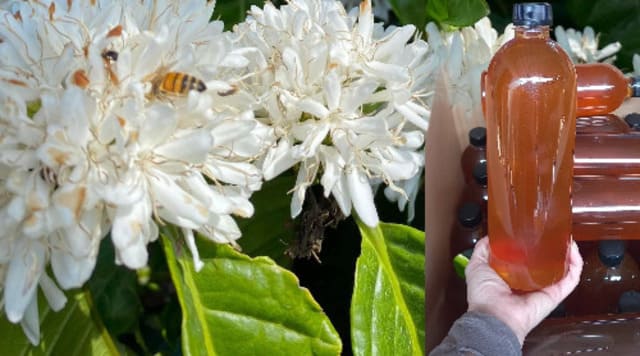 ð¿Mật ong hoa cà phê nguyên chất 100% chai 1 lít,ð°Giá Tốt! 5 Mật ong hoa cà phê vùng cao Tây Nguyên