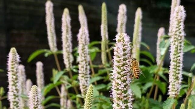 Giá mật ong nguyên chất bao nhiêu 1 lít? Bảng chuẩn 2025! 12 Hoa bạc hà mùa lấy mật