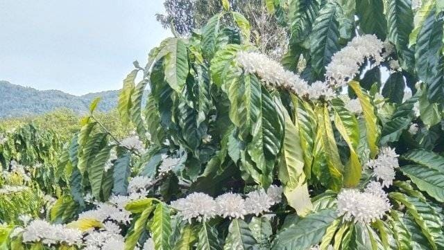 Giá mật ong nguyên chất bao nhiêu 1 lít? Bảng chuẩn 2025! 13 Hoa cà phê nở rộ