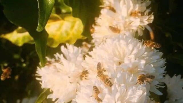 ð¿Mật ong hoa cà phê nguyên chất 100% chai 1 lít,ð°Giá Tốt! 22 Nguồn gốc mật ong hoa cà phê từ tự nhiên