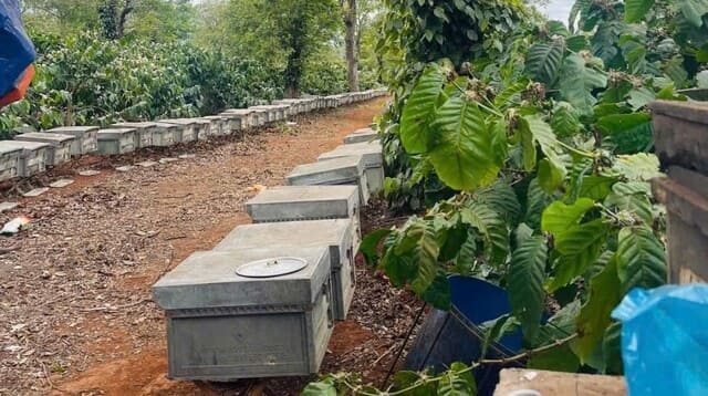 ð¿Mật ong hoa cà phê nguyên chất 100% chai 1 lít,ð°Giá Tốt! 9 Vị trí đặt tổ ong để thu hoạch mật ong cà phê