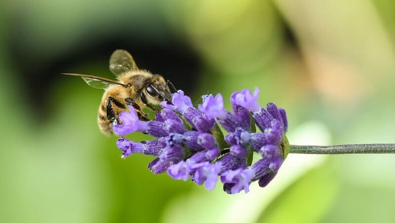 ð¿Các loại mật ong Top 1 hiện nay, So sánh, phân biệt⚖️! 36 Các loại mật ong nổi tiếng