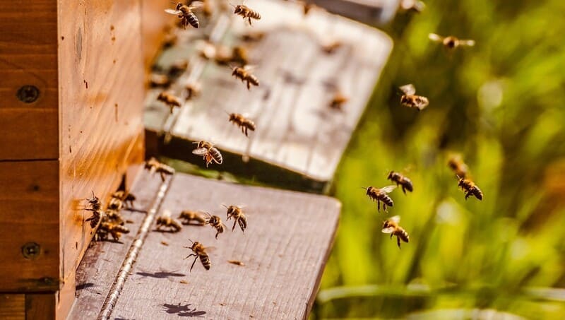 ð¿Các loại mật ong Top 1 hiện nay, So sánh, phân biệt⚖️! 7 Các loại ong mật nuôi