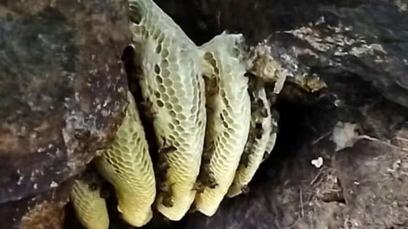 ð¿Các loại mật ong Top 1 hiện nay, So sánh, phân biệt⚖️! 9 Mật ong đá rừng