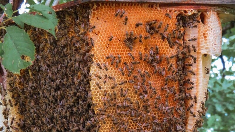 ð¿Các loại mật ong Top 1 hiện nay, So sánh, phân biệt⚖️! 8 Mật ong khoái rừng