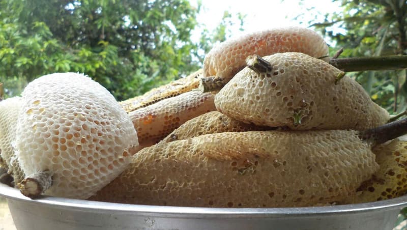 ð¿Các loại mật ong Top 1 hiện nay, So sánh, phân biệt⚖️! 11 Mật ong ruồi rừng