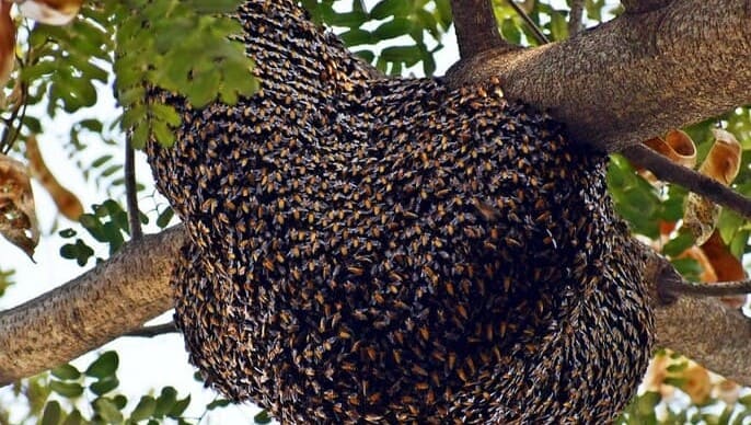 ð¿Các loại mật ong Top 1 hiện nay, So sánh, phân biệt⚖️! 31 Phân biệt các loại mật ong rừng với mật ong nuôi