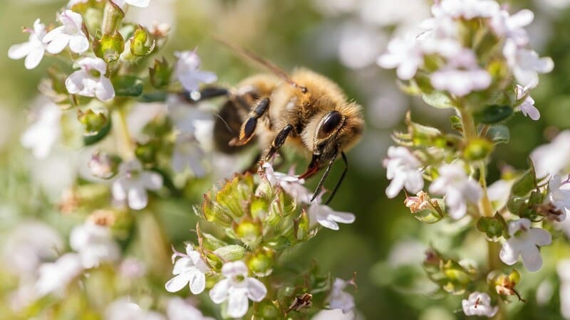 ð¿Các loại mật ong Top 1 hiện nay, So sánh, phân biệt⚖️! 32 Phân biệt mật ong theo loài hoa lấy mật