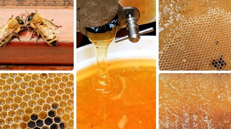 ð¿Các loại mật ong Top 1 hiện nay, So sánh, phân biệt⚖️! 30 So sánh các loại mật ong với nhau