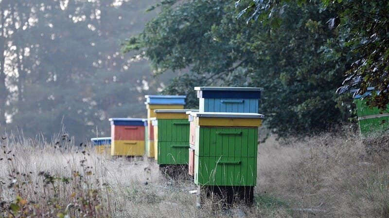 ð¿Các loại mật ong Top 1 hiện nay, So sánh, phân biệt⚖️! 14 Tổ mật ong bán hoang dã