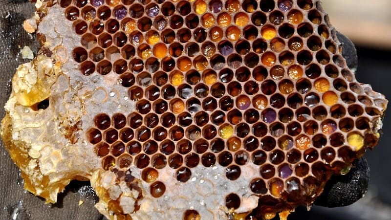 ð¿Các loại mật ong Top 1 hiện nay, So sánh, phân biệt⚖️! 35 Trong các loại mật ong rừng, loại nào tốt nhất?