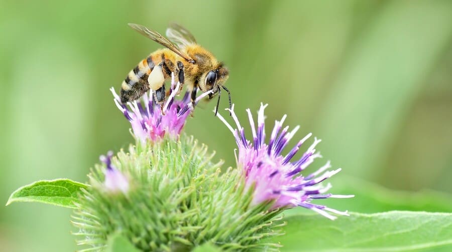 Bật mí 4 cách xử lý mật ong bị sủi bọt tại nhà hiệu quả nhất 9 Mật ong bị sủi bọt nhiều do nguồn hoa.