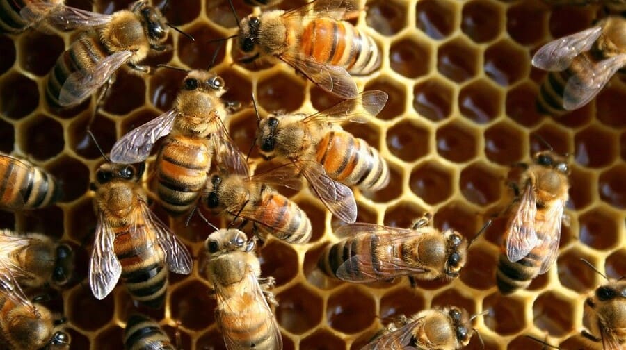 Bật mí 4 cách xử lý mật ong bị sủi bọt tại nhà hiệu quả nhất 3 Mật ong và sự hình thành