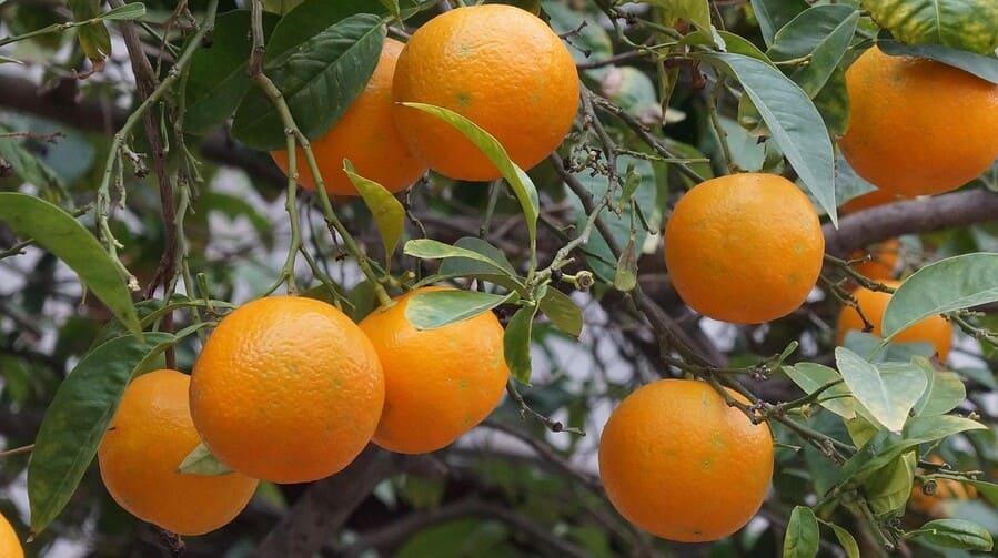 Đặc sản nông nghiệp Bắc Giang - Cam Bố Hạ