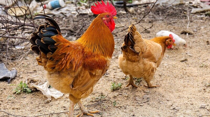 Đặc sản nông nghiệp Bắc Giang - gà đồi Yên Thế