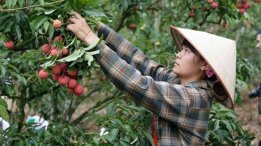 Đặc sản nông sản Bắc Giang