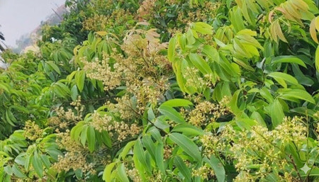 Hình ảnh hoa vải nở chính vụ tại Lục Ngạn, Bắc Ninh