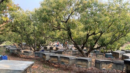 HÌnh ảnh nuôi ong lấy mật trong đồi vải tại Lục Ngạn, Bắc Ninh