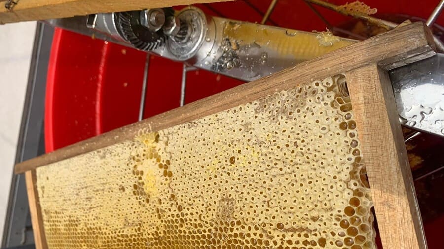 Hình ảnh thu hoạch mật ong vải Bắc Giang