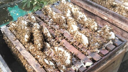 HÌnh ảnh tổ ong mật nuôi tại Lục Ngạn