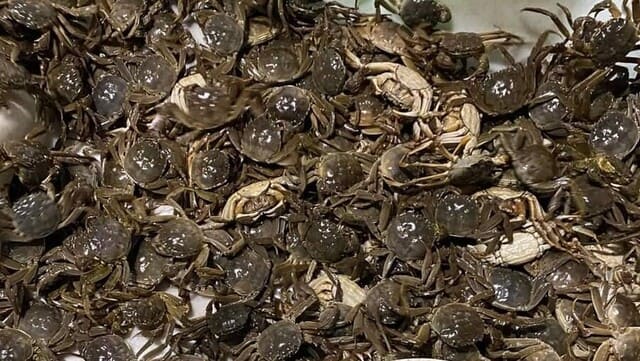 Nông sản Bắc Giang - cua da Yên Dũng