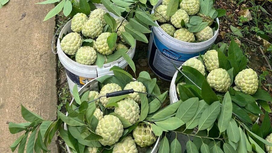 Nông sản Bắc Giang - na Lục Nam