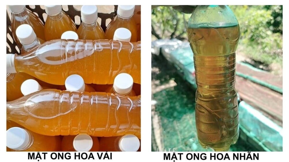 Mật ong hoa vải có màu gì? 3 cách nhận biết chính xác nhất! 20 Phân biệt màu sắc mật ong hoa vải và mật ong hoa nhãn