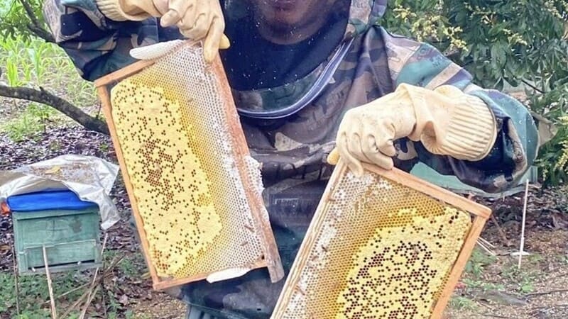 Công việc của người nuôi ong trong mùa mật ong hoa nhãn
