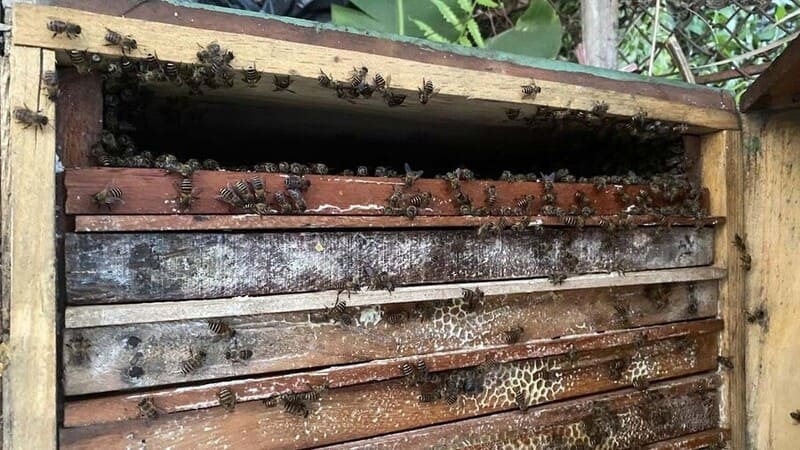 Kiểm tra cầu ong khi bắt đầu mùa mật ong nhãn