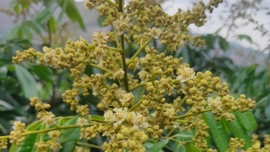 Mùa hoa nhãn nở rộ tại Sông Mã, Sơn La