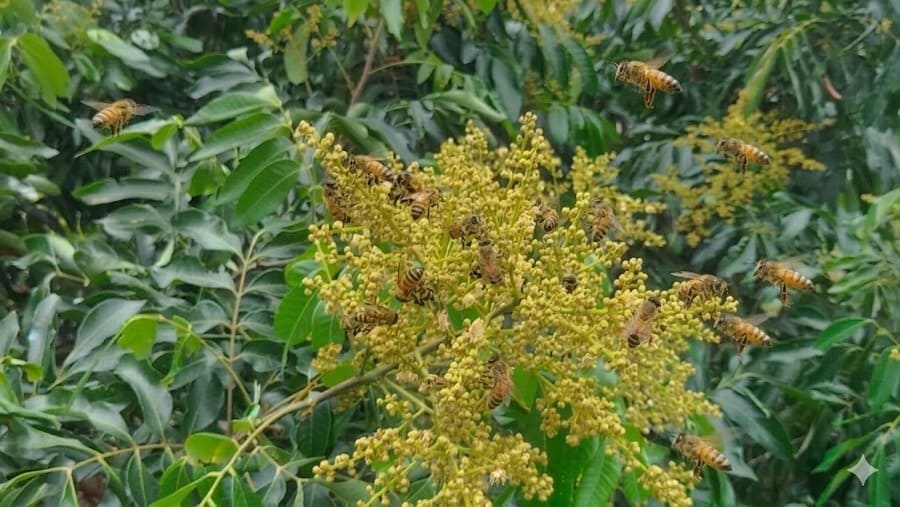 Mùa hoa nhãn Sơn La