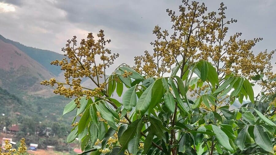 Mật ong hoa nhãn có tốt không? Có đáng mua không? Vì sao? 11 Mùa hoa nhãn Sơn La