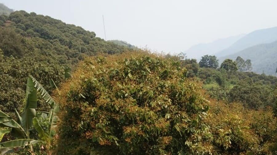 Mật ong hoa nhãn có tốt không? Có đáng mua không? Vì sao? 14 Vùng trồng nhãn Sông Mã, Sơn La